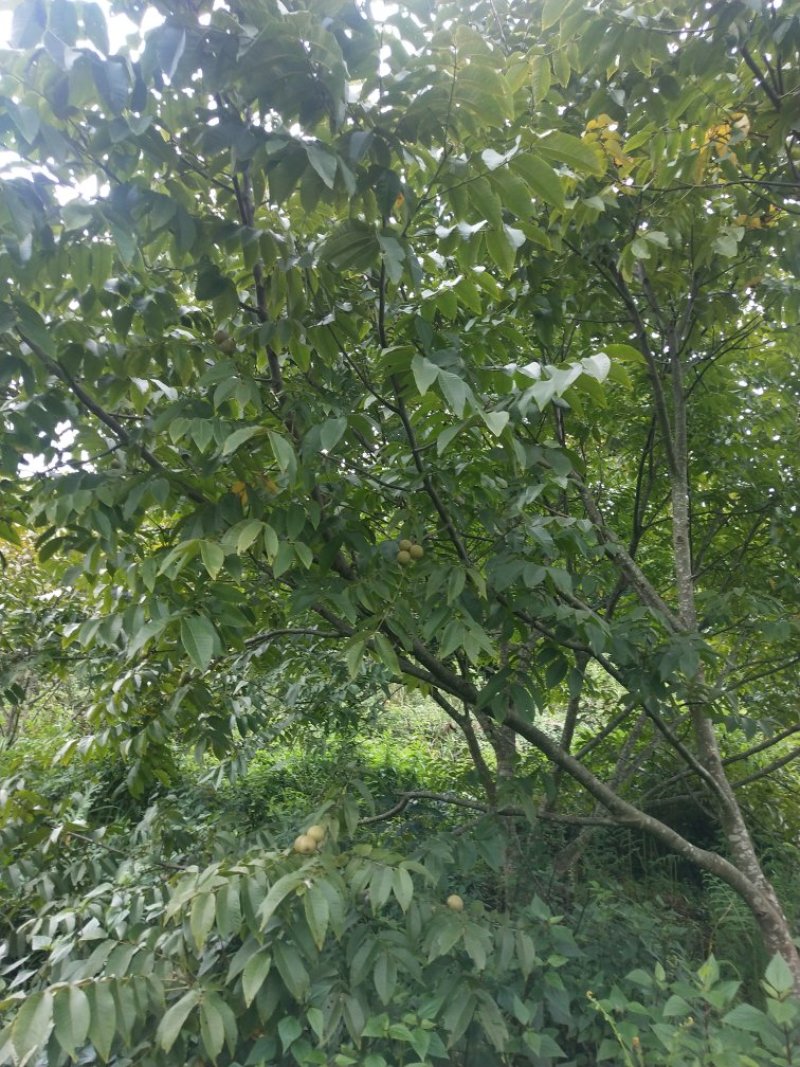 需要核桃的联系价格不高，云南核桃