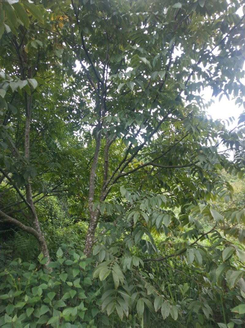 需要核桃的联系价格不高，云南核桃