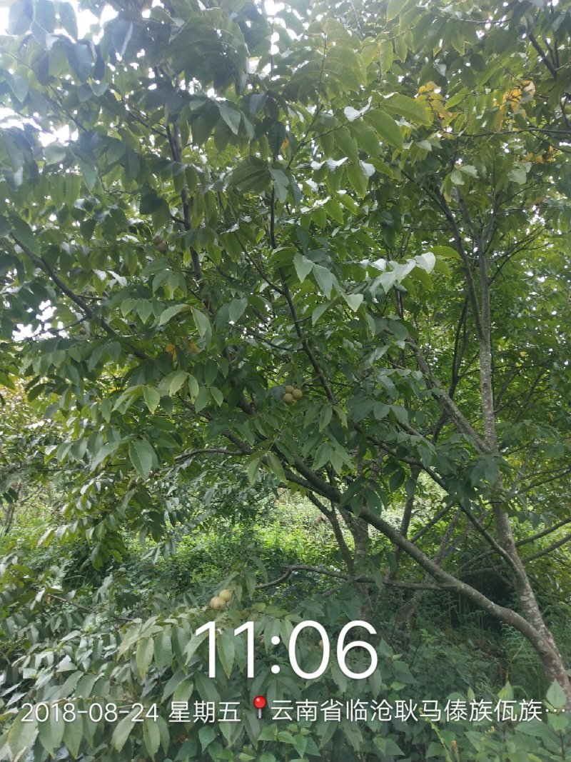 需要核桃的联系价格不高，云南核桃