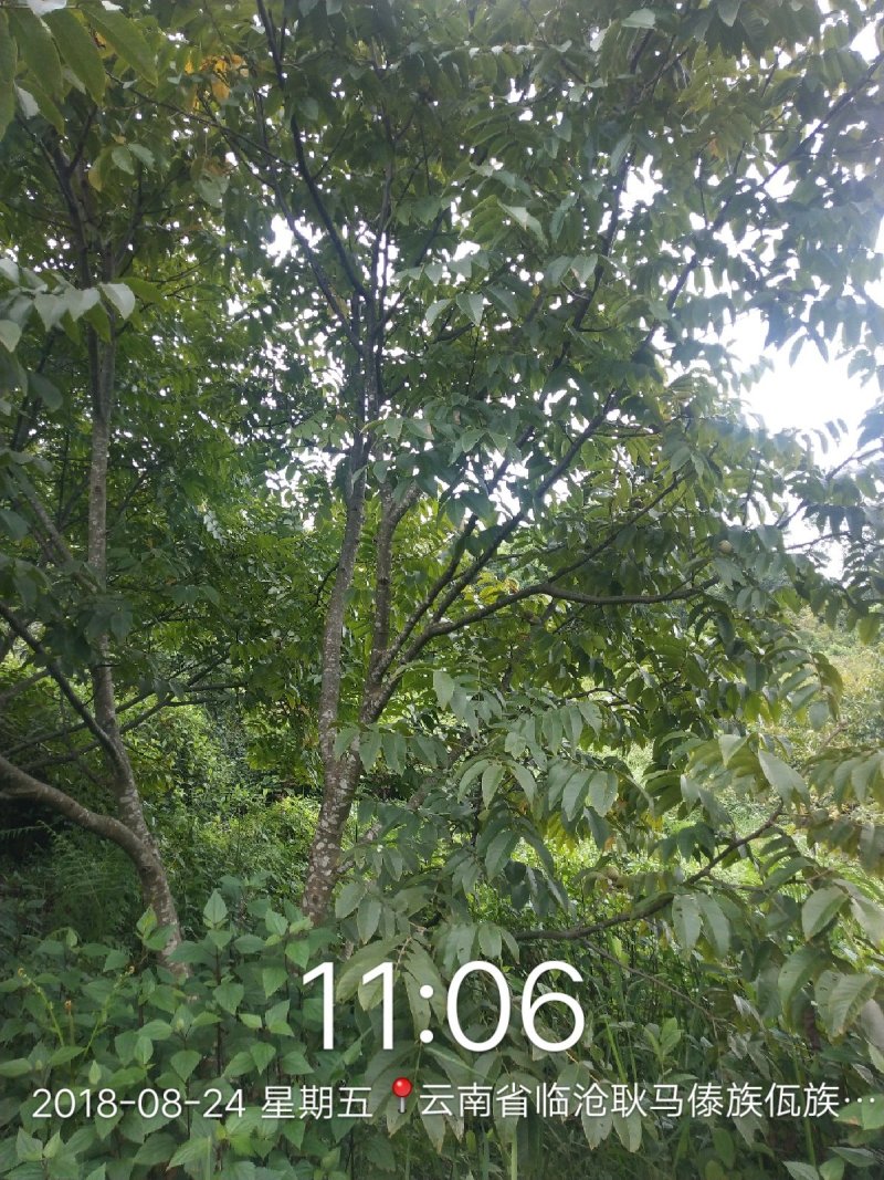 需要核桃的联系价格不高，云南核桃