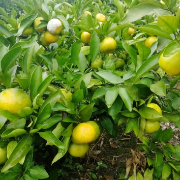 早熟蜜橘