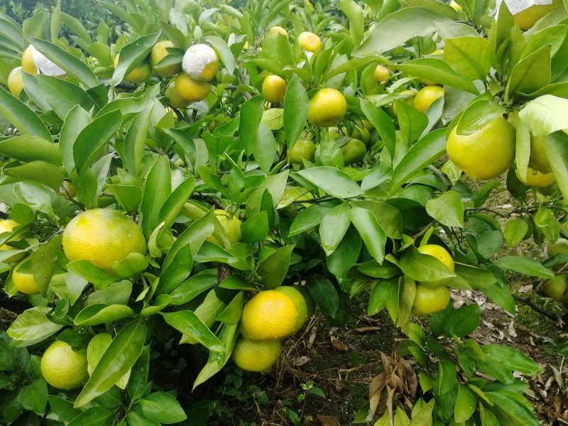 早熟蜜橘