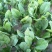 优质精品菠菜20-25公分！