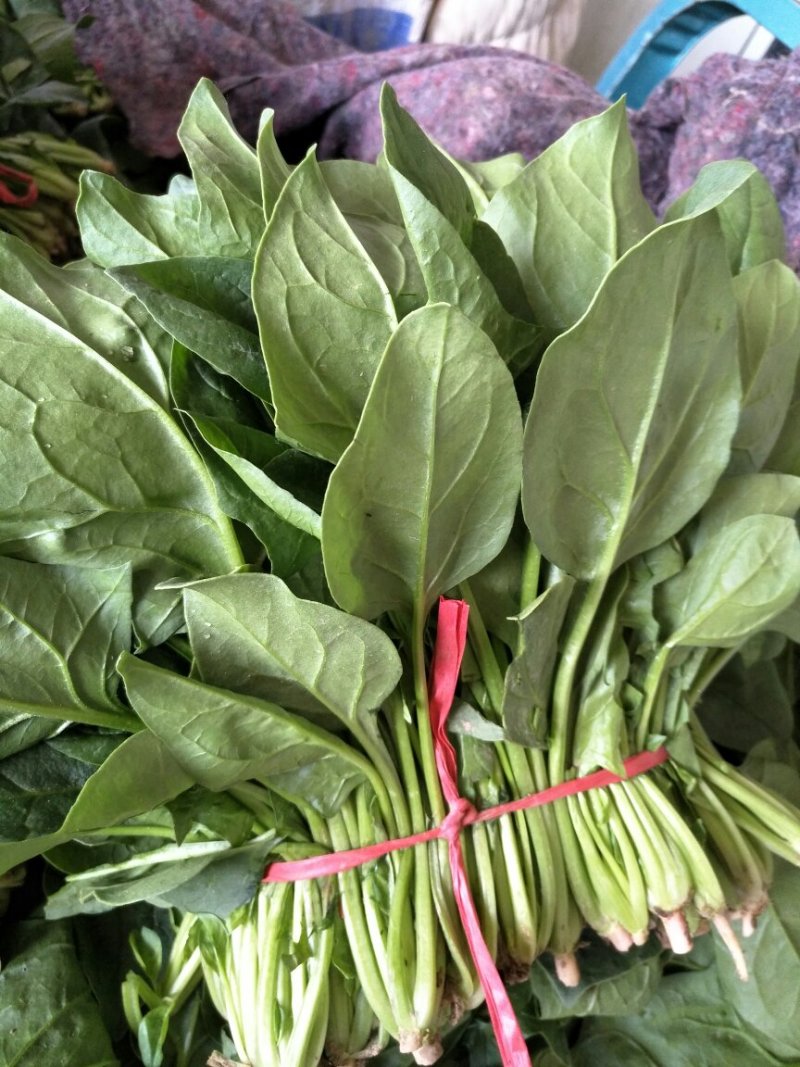 优质精品菠菜20-25公分！