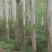 15万亩桉树找加工合伙人。