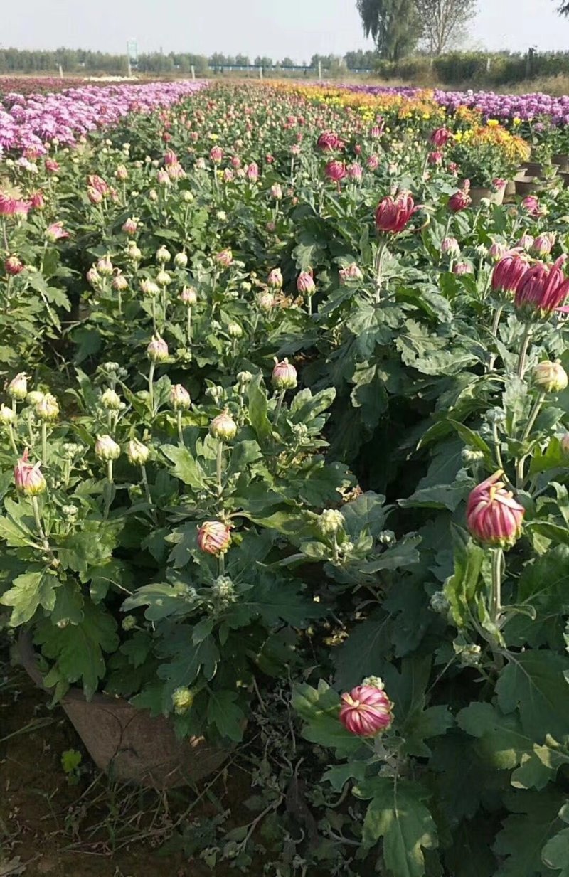 菊花