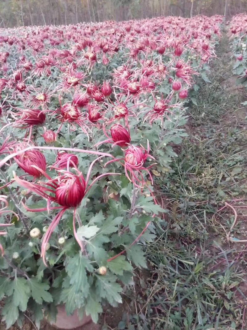 菊花