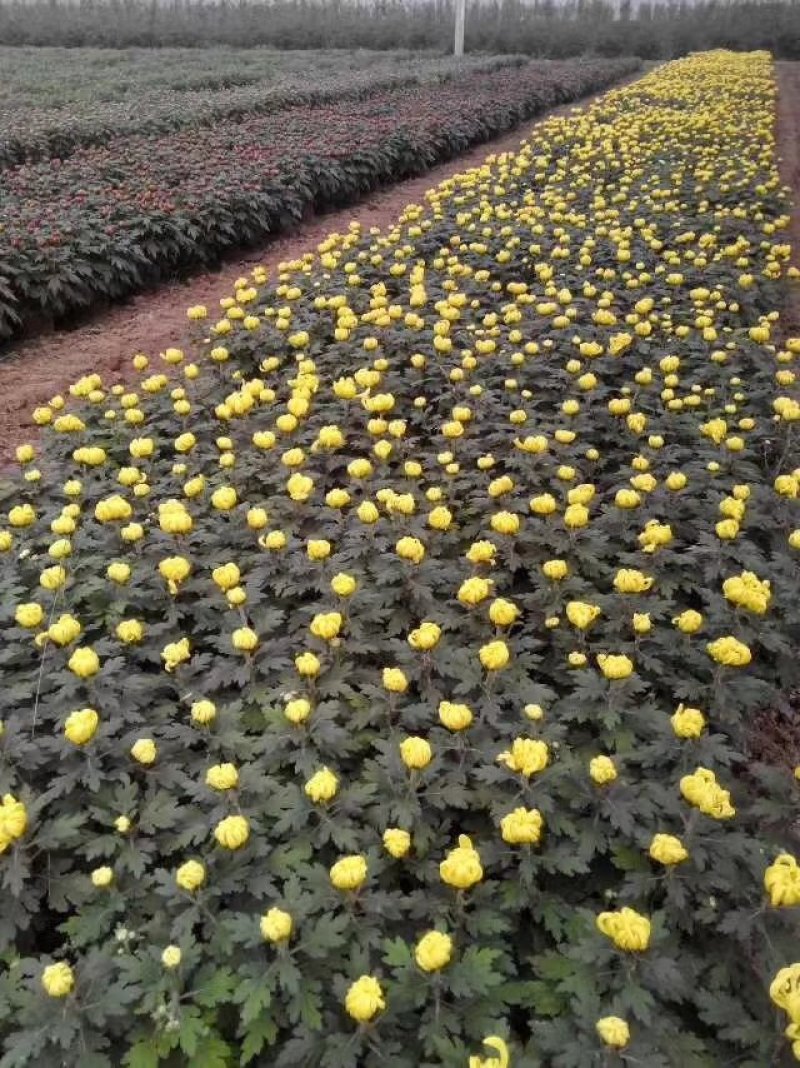 菊花