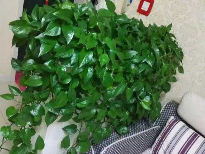 绿萝360mm