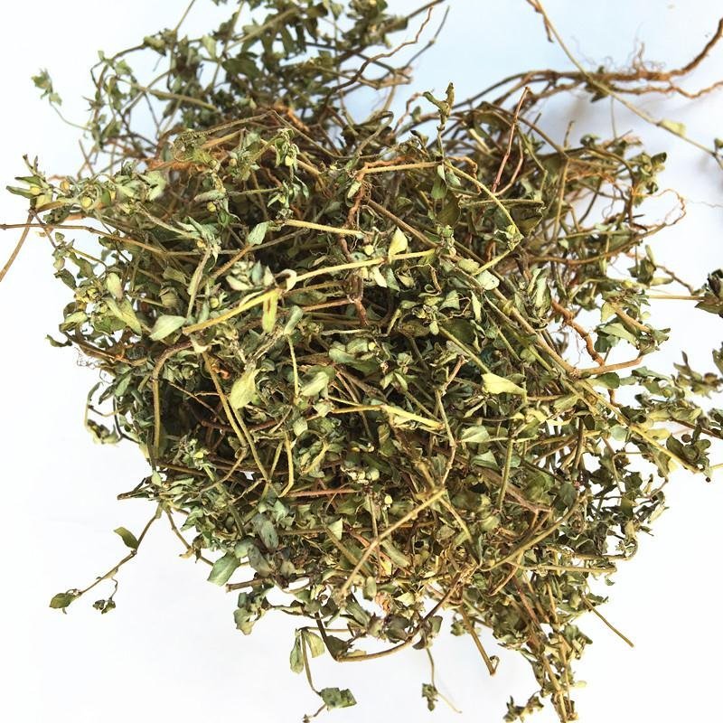 野生地锦草中药材斑地锦草花盖地血见愁红丝草奶汁浆草