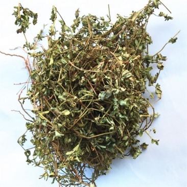 野生地锦草中药材斑地锦草花盖地血见愁红丝草奶汁浆草