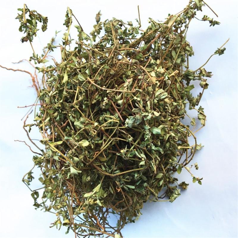 野生地锦草中药材斑地锦草花盖地血见愁红丝草奶汁浆草