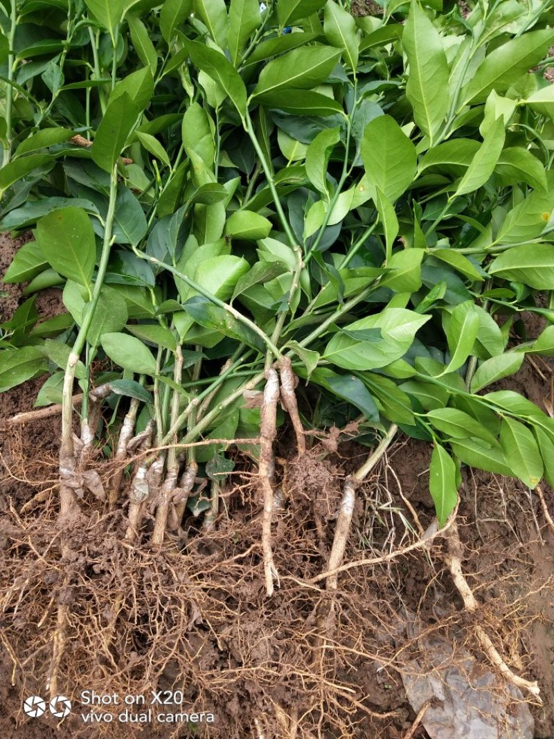 柠檬苗技术支持