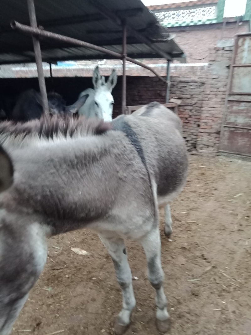 驴肉