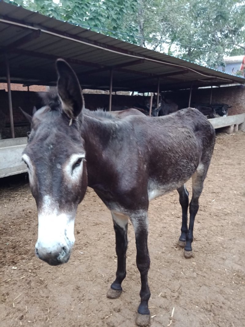 驴肉