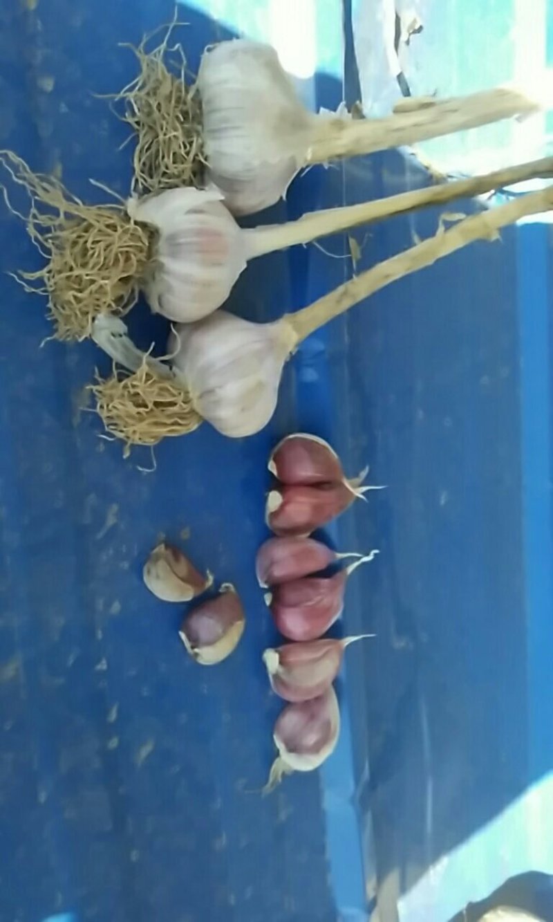 民乐紫皮蒜