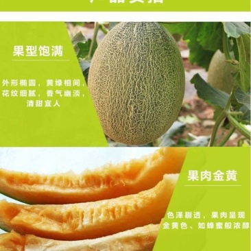 山东章丘晓密25基地直供（可供电商供超市）