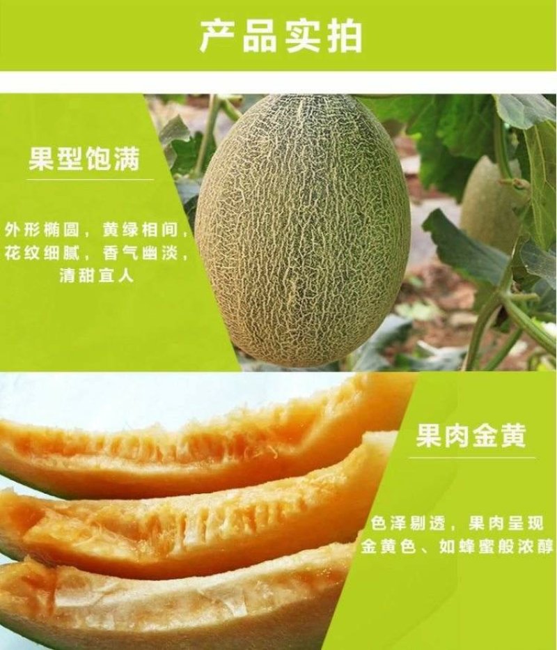 山东章丘晓密25基地直供（可供电商供超市）