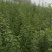 药用连翘苗