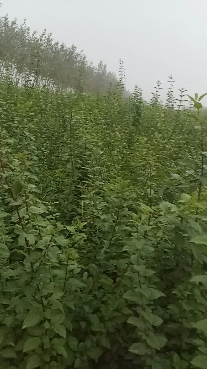 药用连翘苗