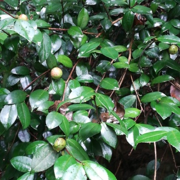 油茶子果