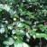 油茶子果