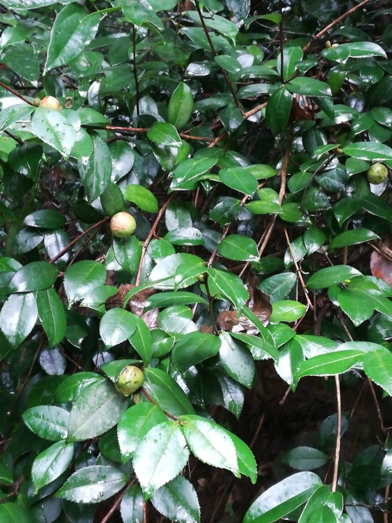 油茶子果
