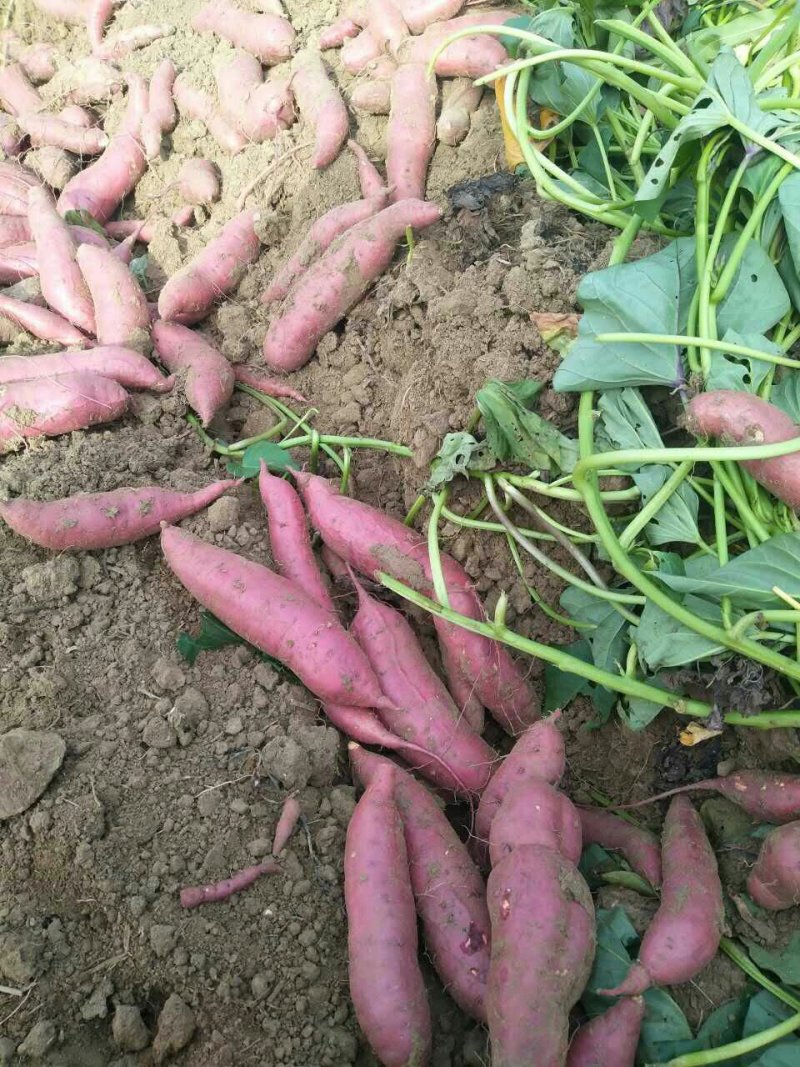 西瓜红蜜薯山东平度产地直供接洽周边客商量大从优