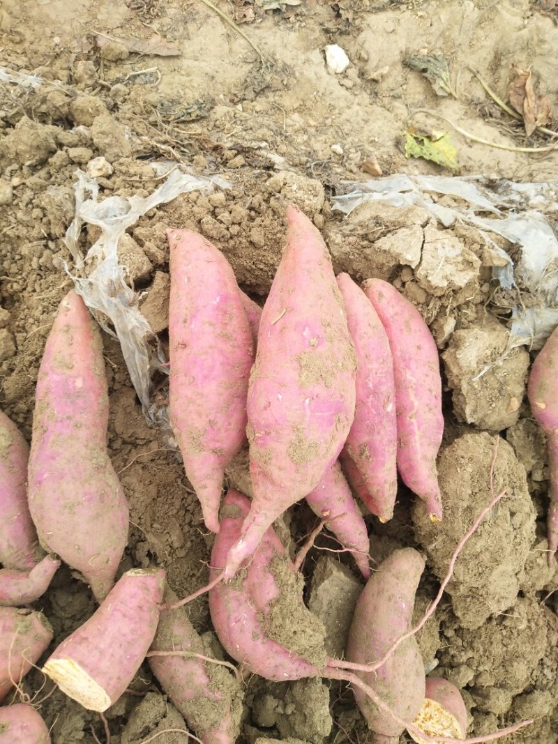 西瓜红蜜薯山东平度产地直供接洽周边客商量大从优