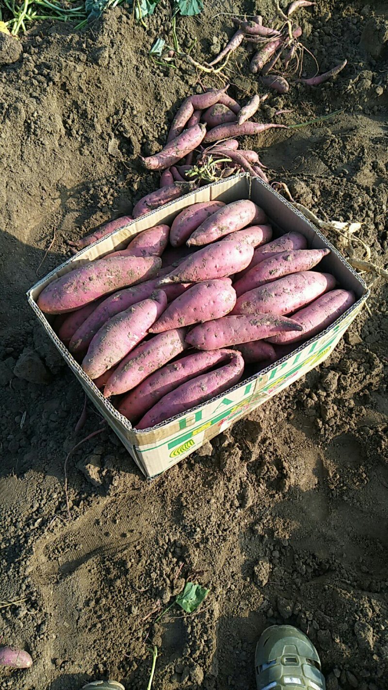 西瓜红蜜薯山东平度产地直供接洽周边客商量大从优