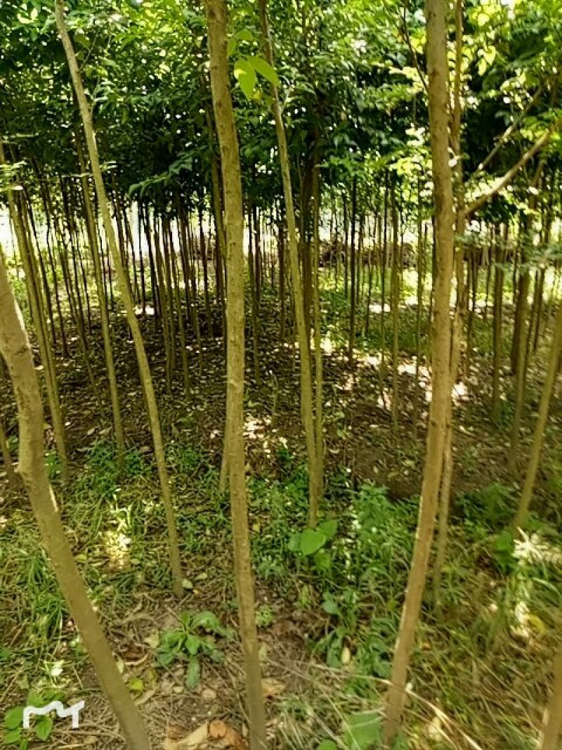 大叶女贞