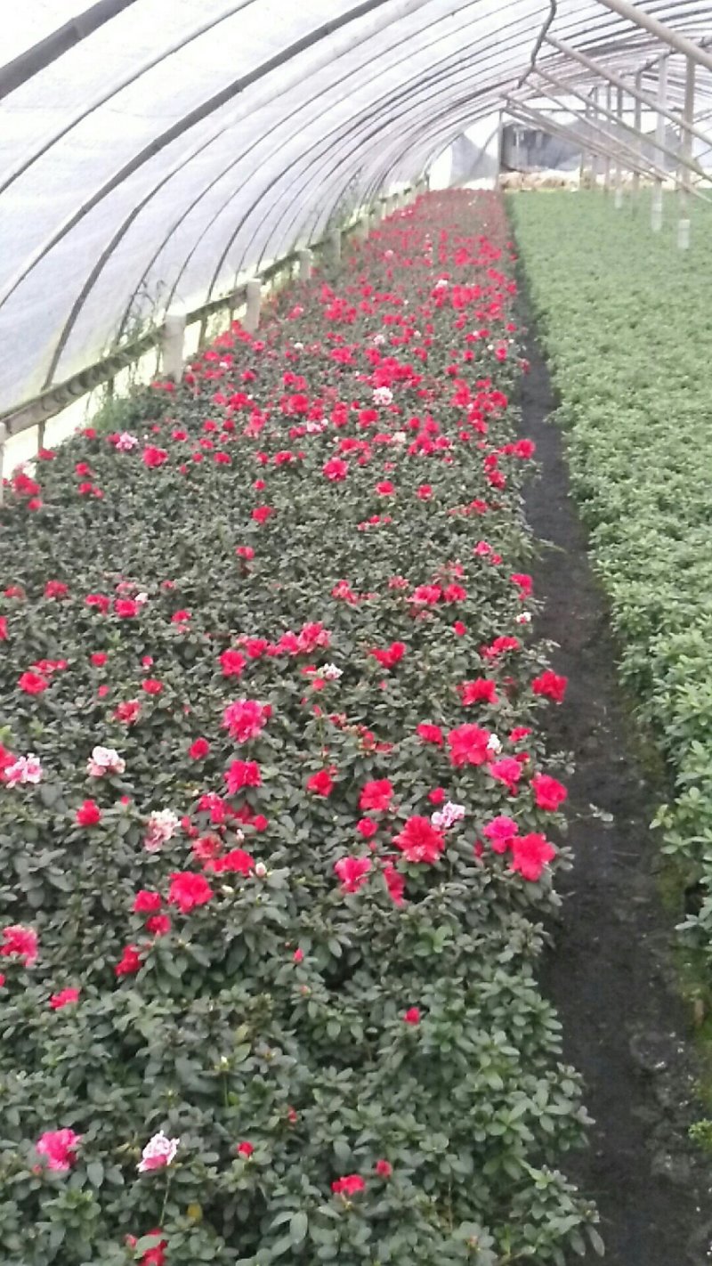 小杯杜鹃