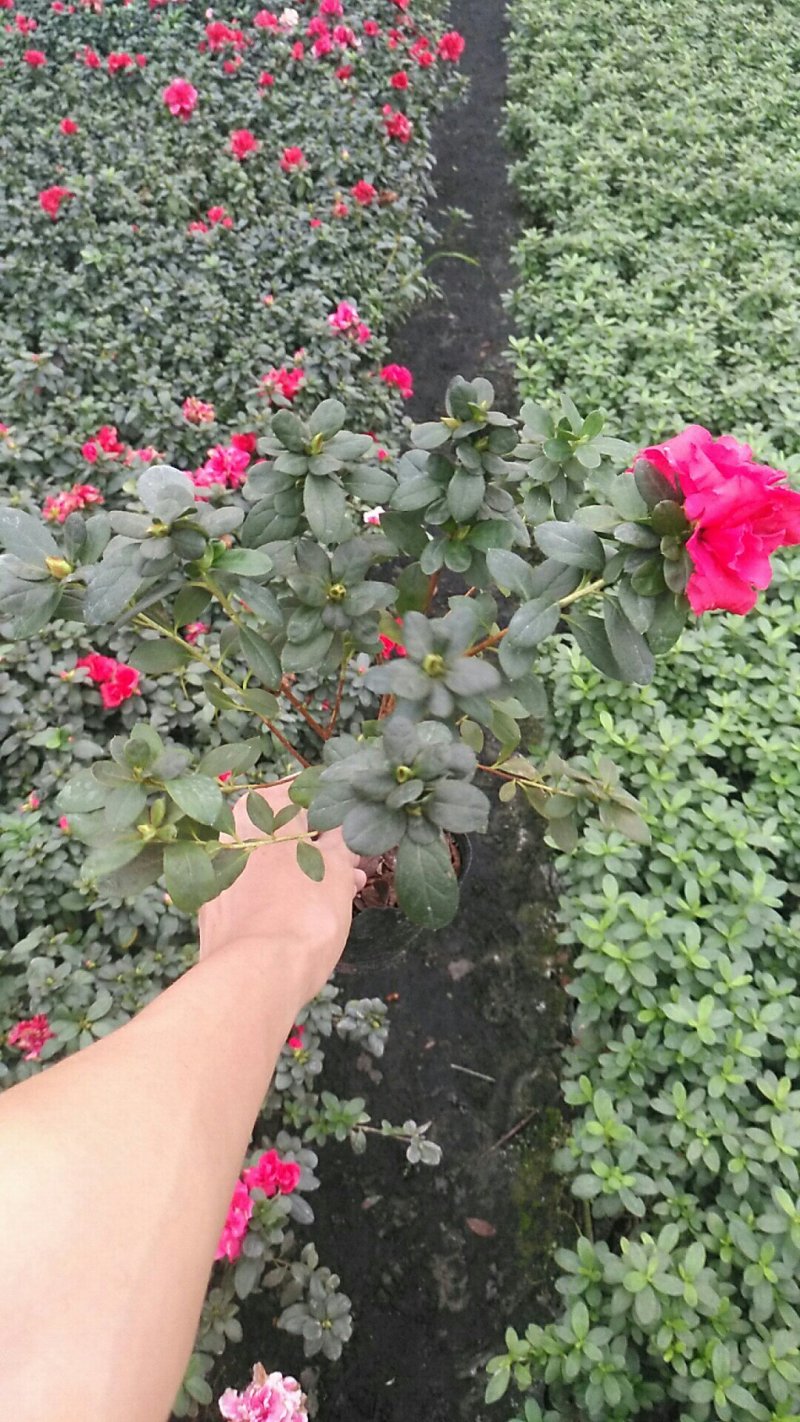 小杯杜鹃