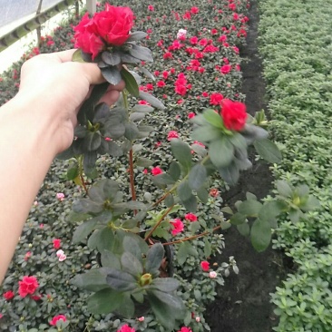 小杯杜鹃