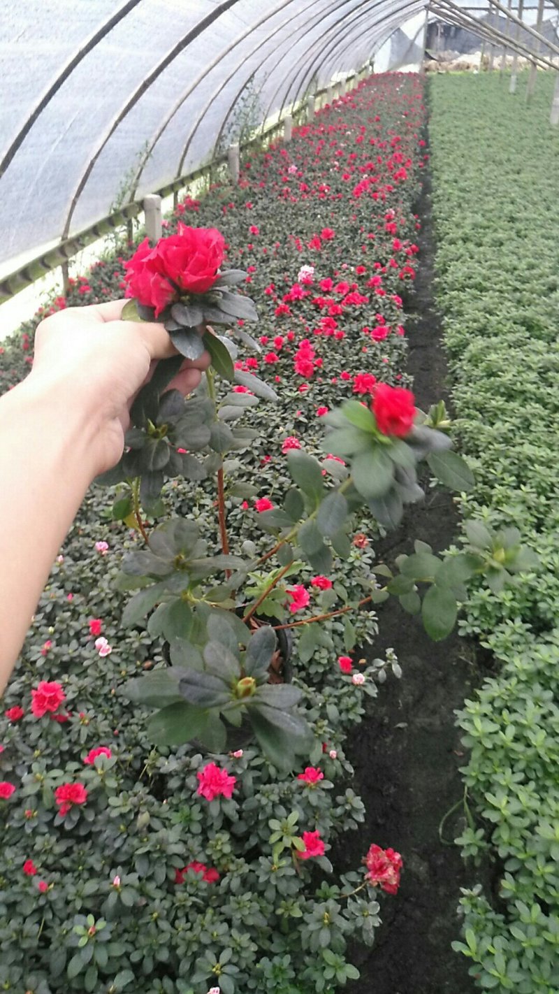 小杯杜鹃