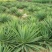 基地直销剑麻绿化苗木优质剑麻剑麻苗凤尾兰小苗剑麻