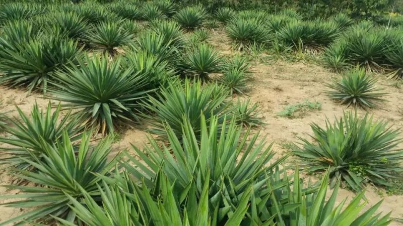 基地直销剑麻绿化苗木优质剑麻剑麻苗凤尾兰小苗剑麻