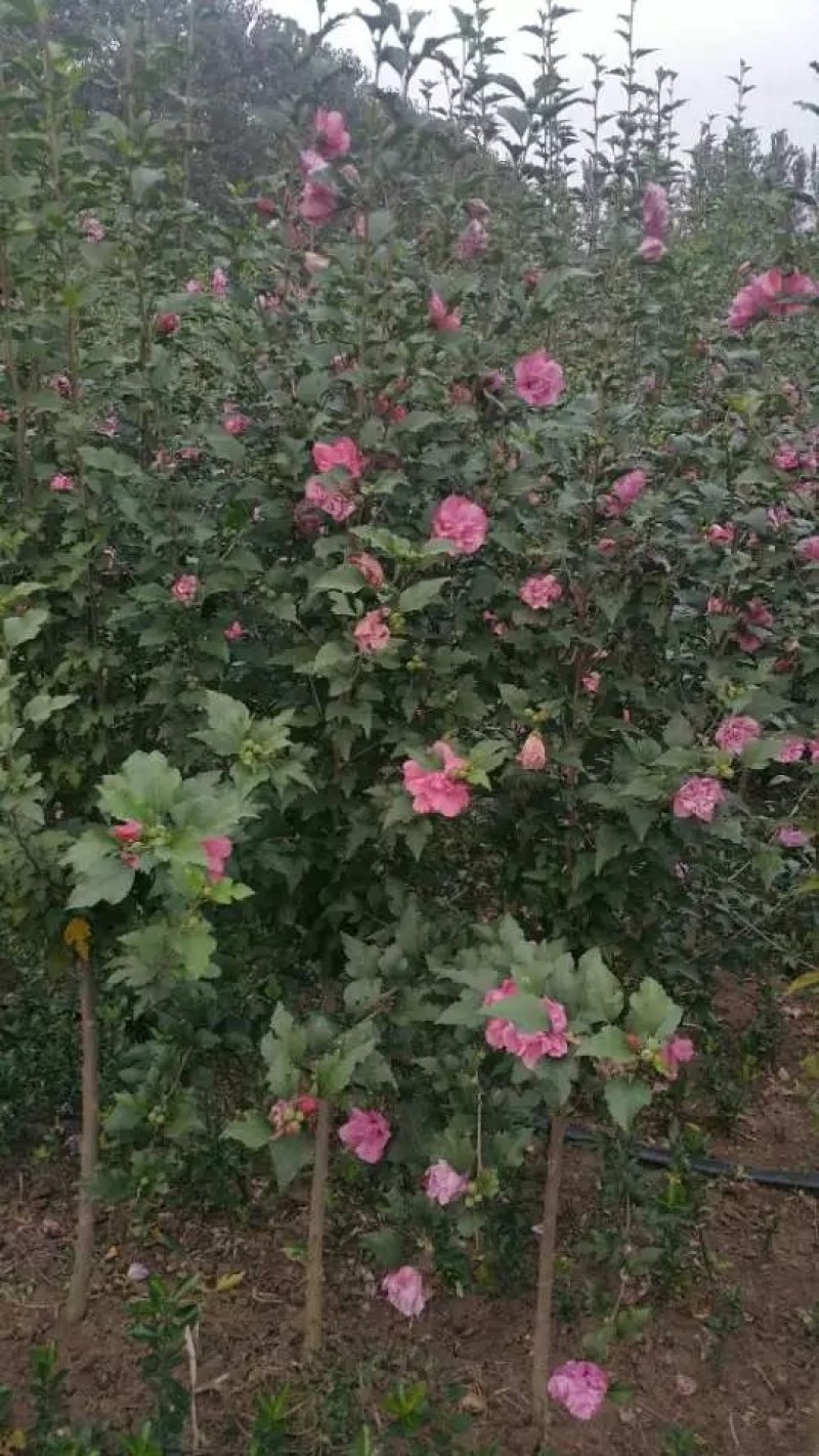 木槿树苗批发工程绿化苗木庭院装饰重瓣木槿花苗盆栽当年开