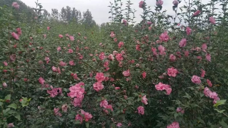 木槿树苗批发工程绿化苗木庭院装饰重瓣木槿花苗盆栽当年开