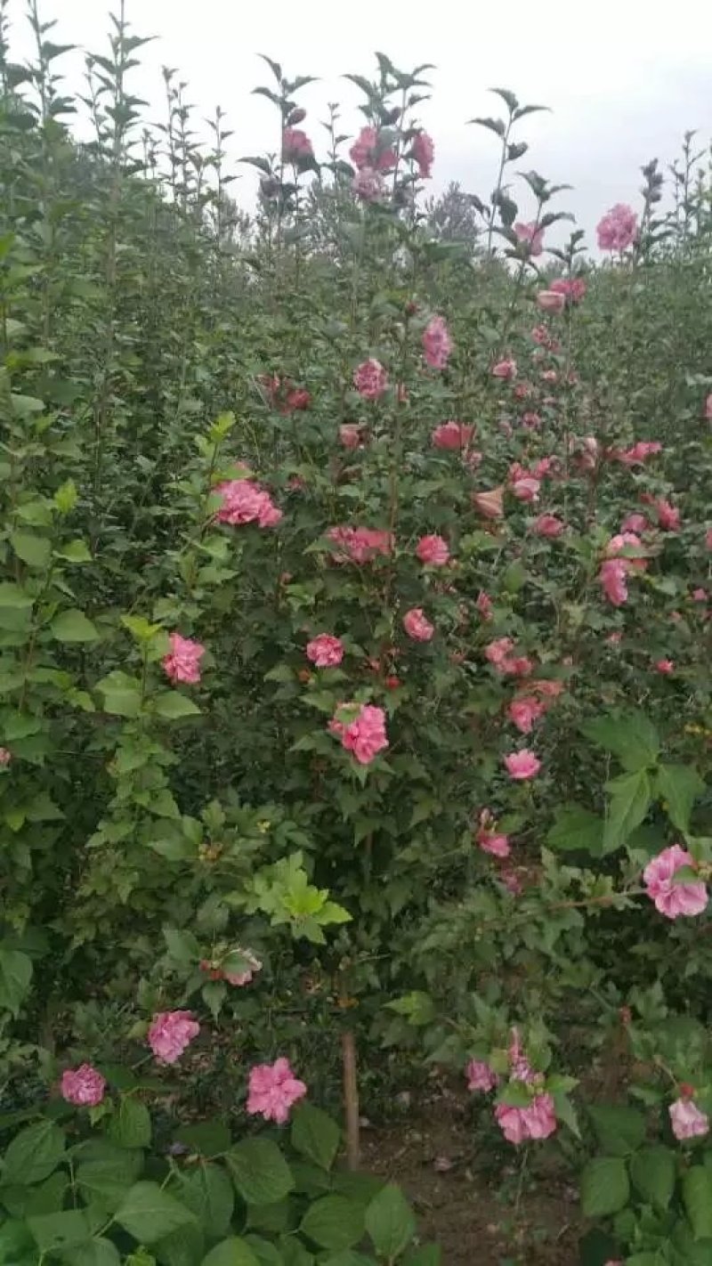 木槿树苗批发工程绿化苗木庭院装饰重瓣木槿花苗盆栽当年开