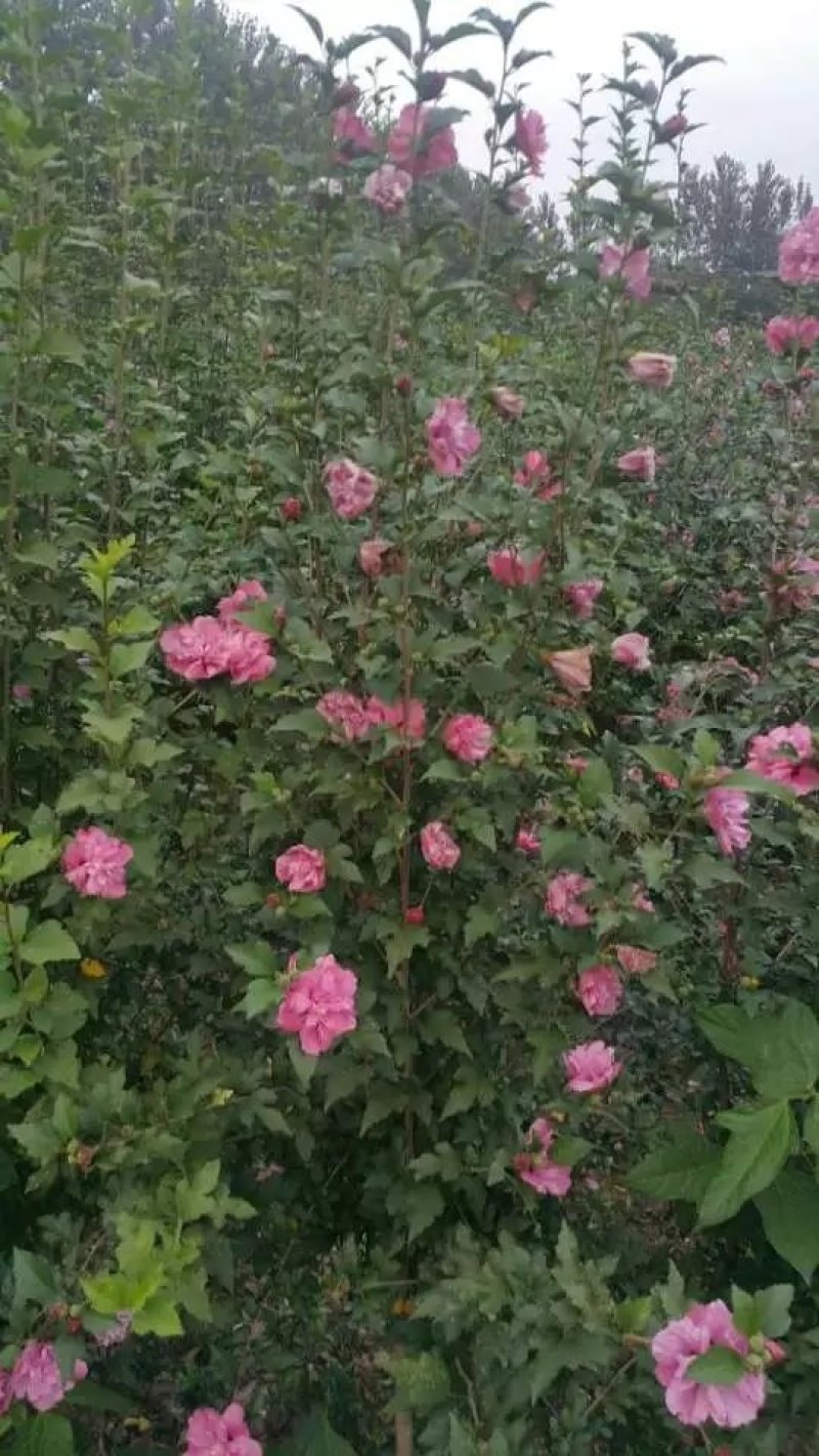 木槿树苗批发工程绿化苗木庭院装饰重瓣木槿花苗盆栽当年开