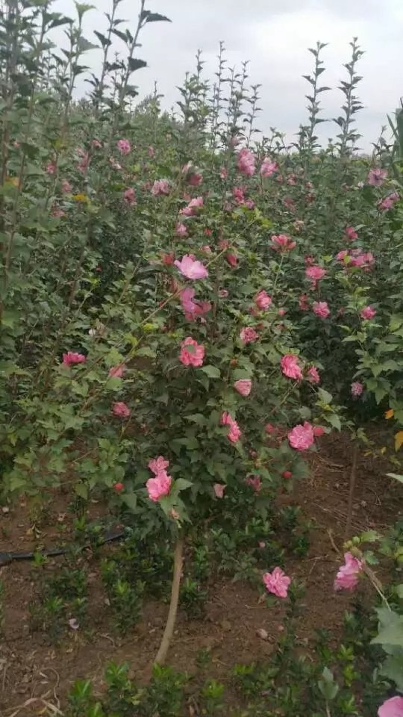 木槿树苗批发工程绿化苗木庭院装饰重瓣木槿花苗盆栽当年开