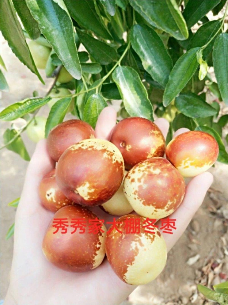 沾化冬枣