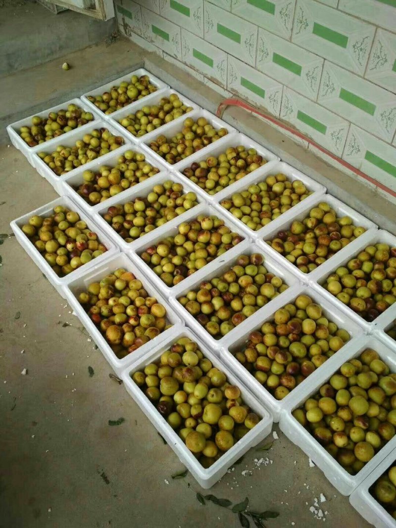 沾化冬枣