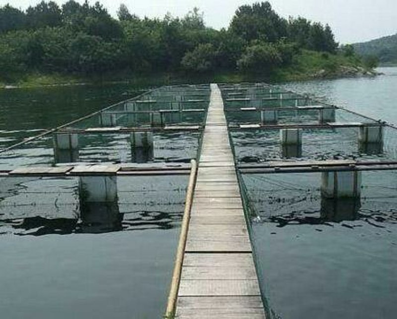 草鱼