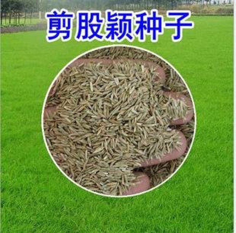 剪股颖