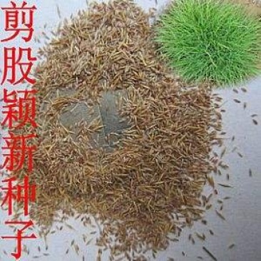 剪股颖