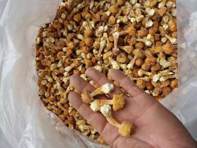 姬菇
