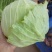 甘蓝包菜精品