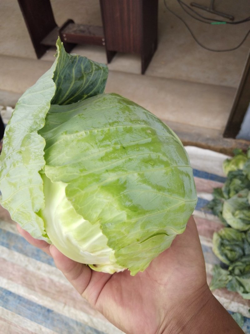 甘蓝包菜精品